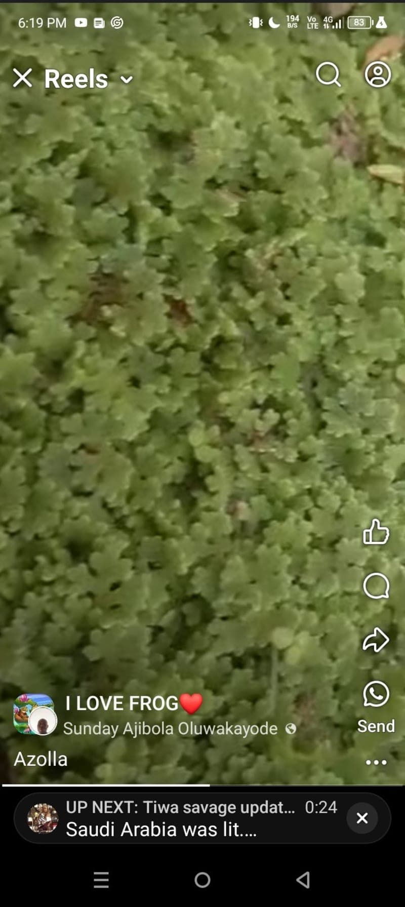 Azolla seeds