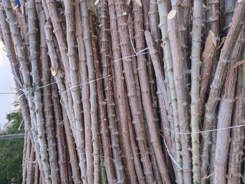 TME 419 cassava stems