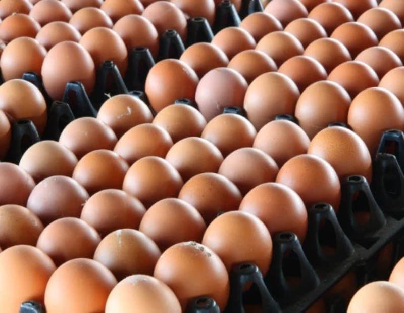 CRATE OF EGGS