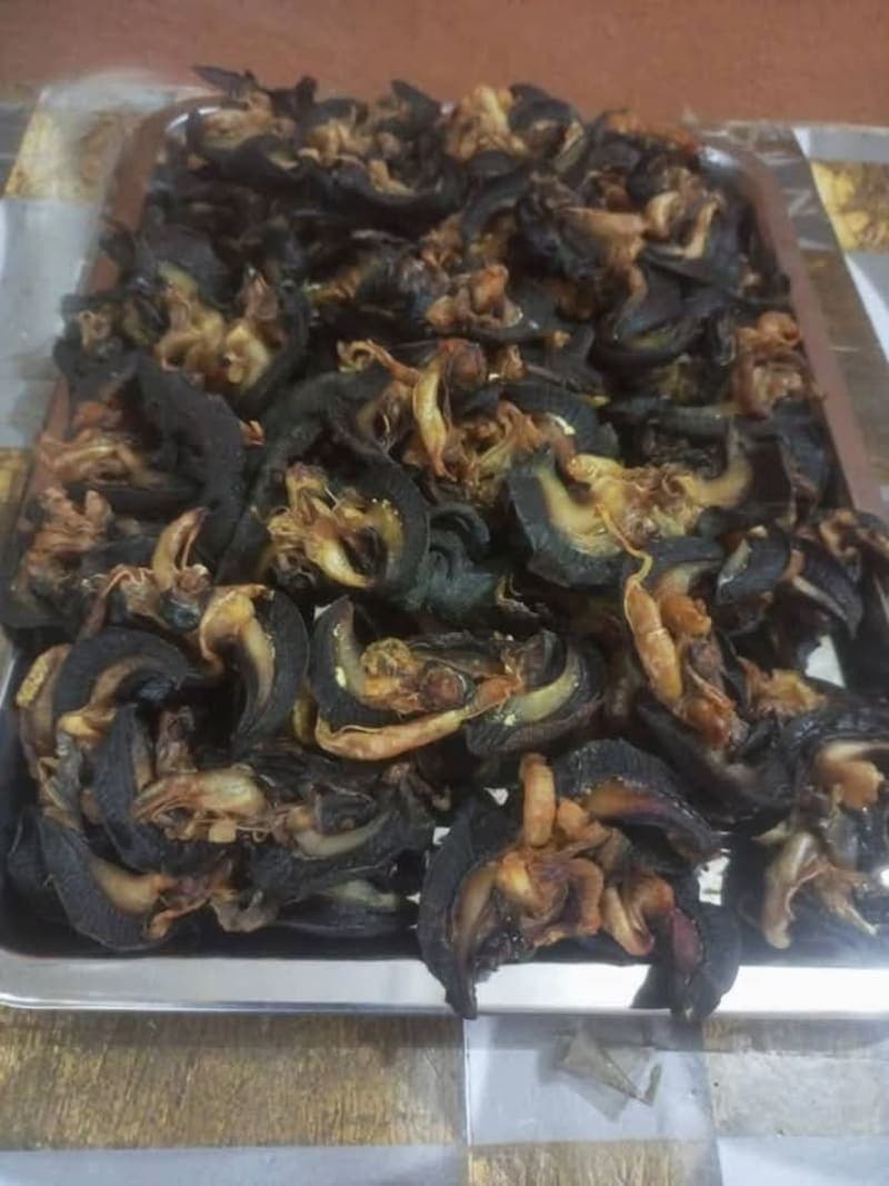 Snail Farm