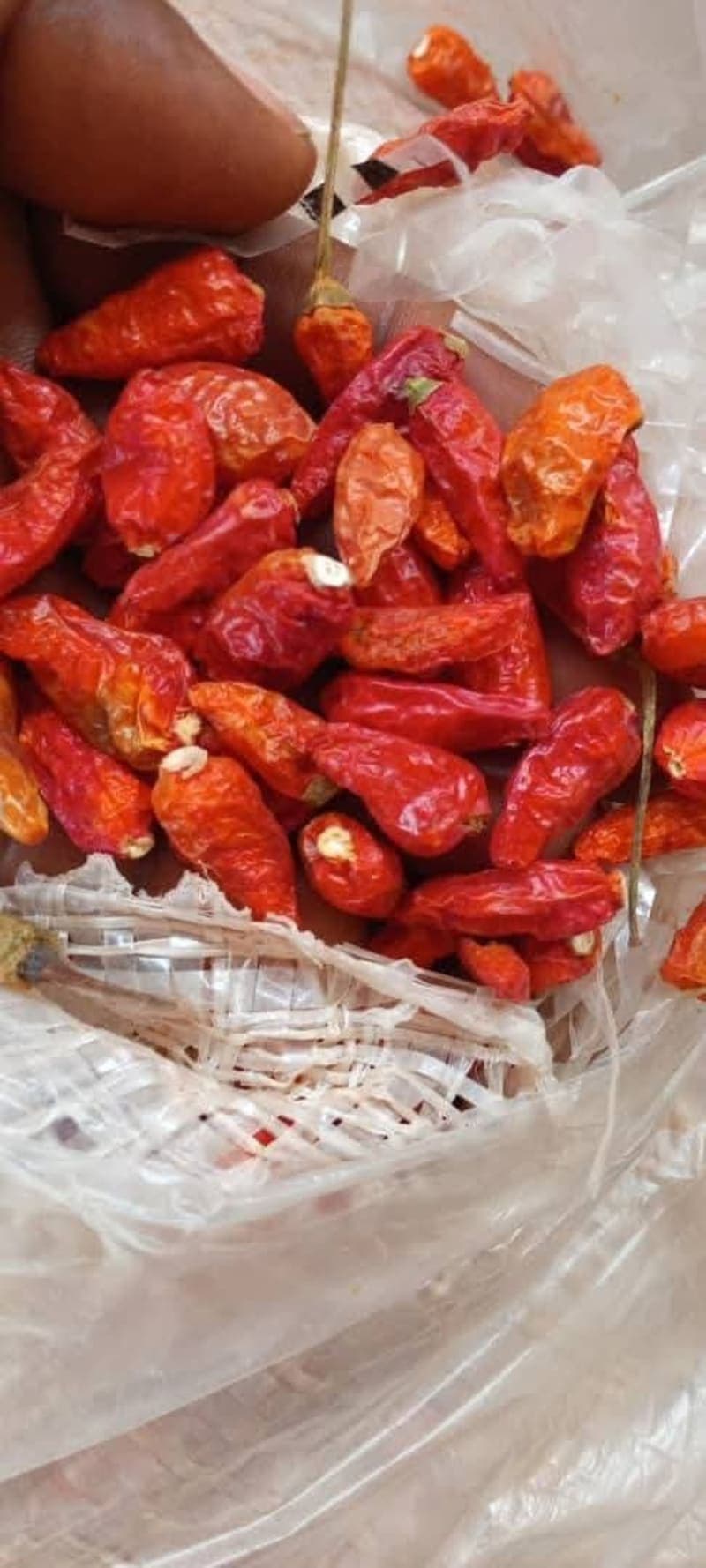 Cameroon Pepper