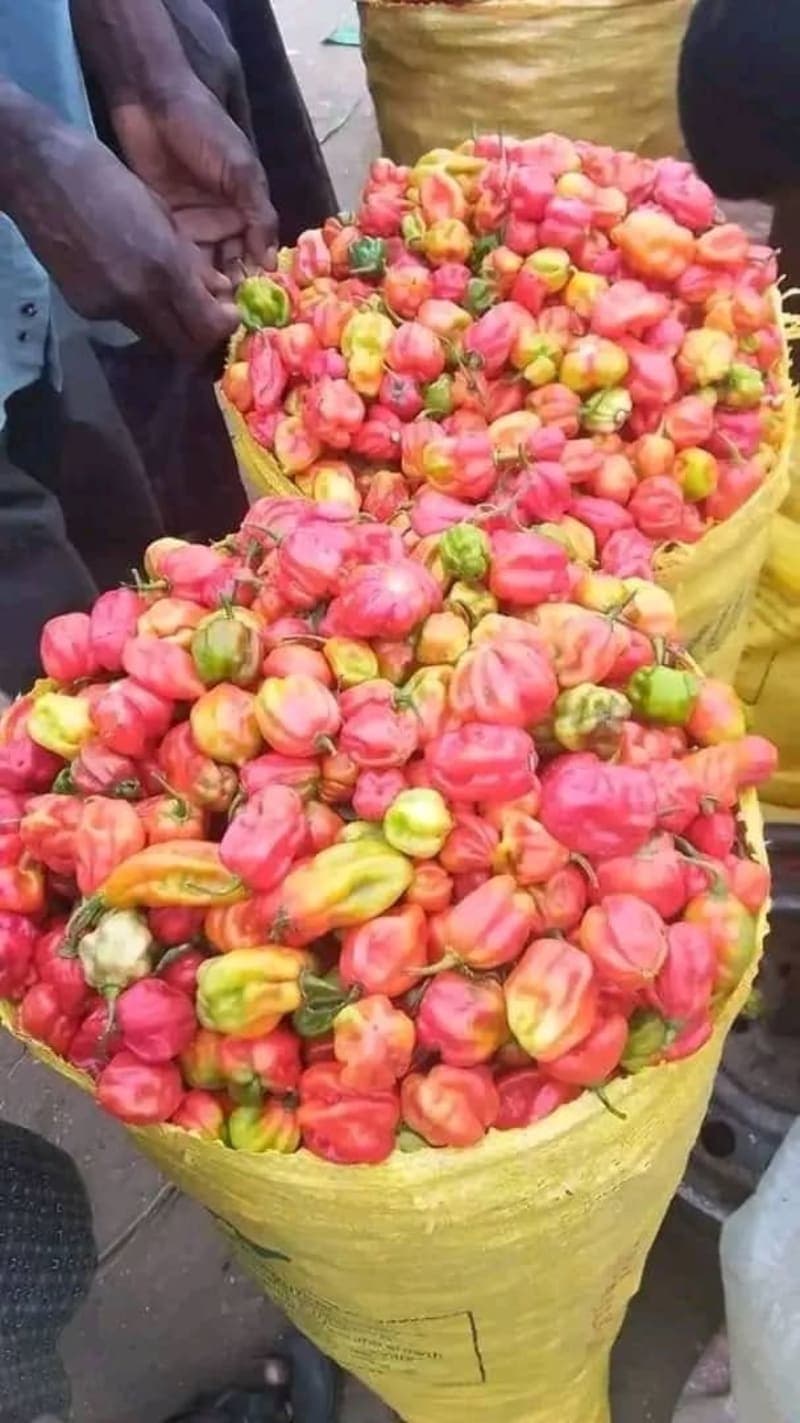Fresh Peppers (per paint)