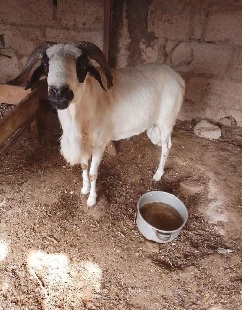 Badamasi Farming