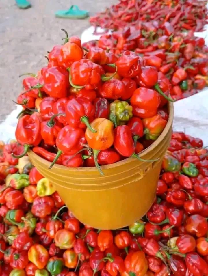 Fresh Peppers (per paint)