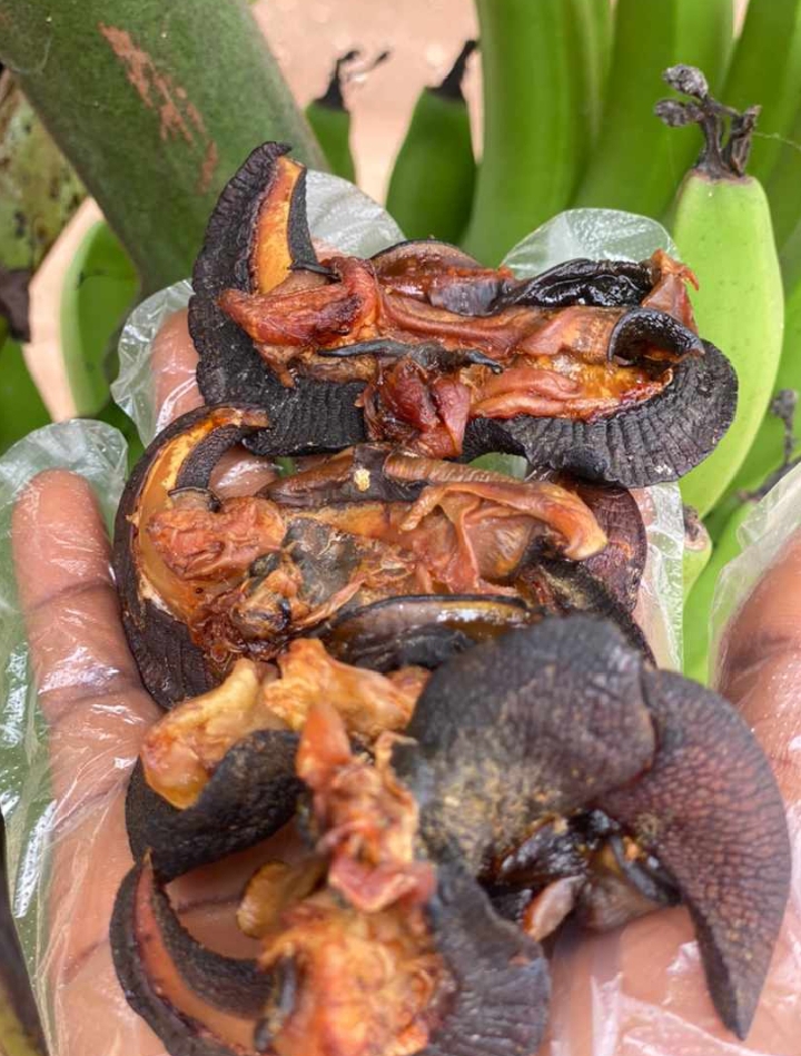 Oven dried snails