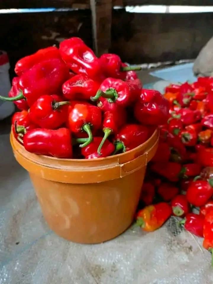 Fresh Peppers (per paint)