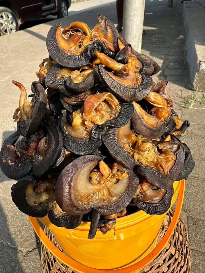 Snail Farm